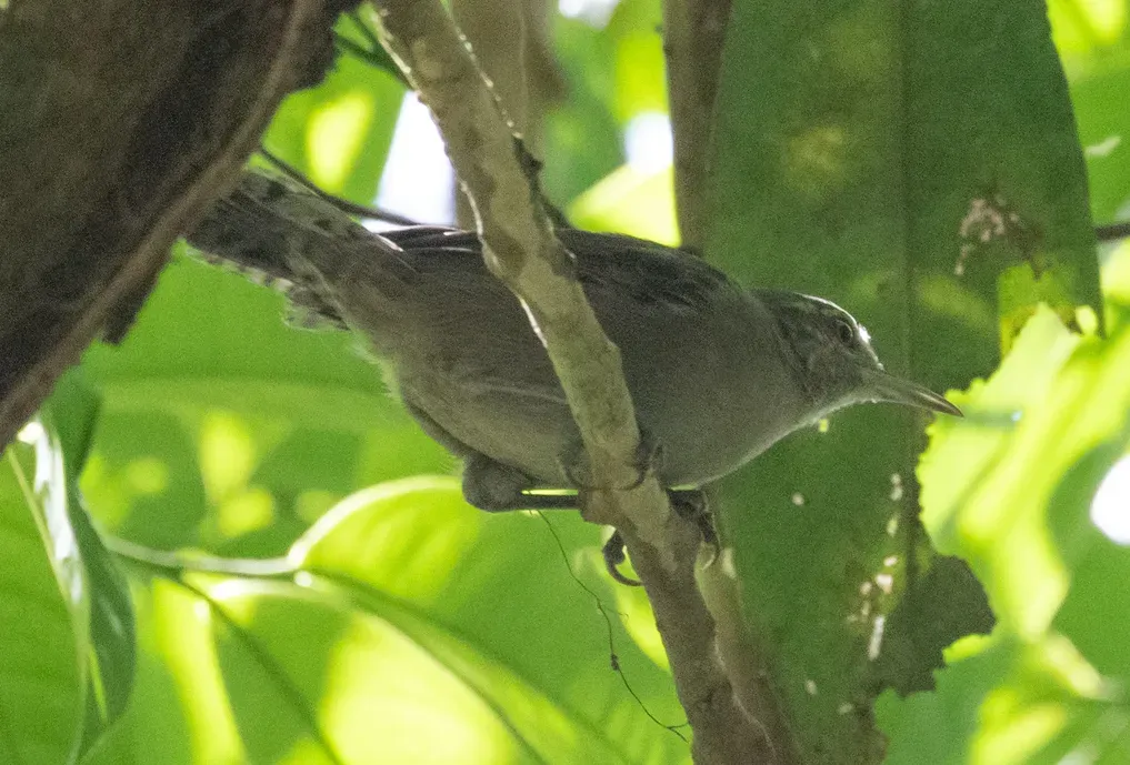 File:Cantorchilus griseus 108727526 (cropped).jpg