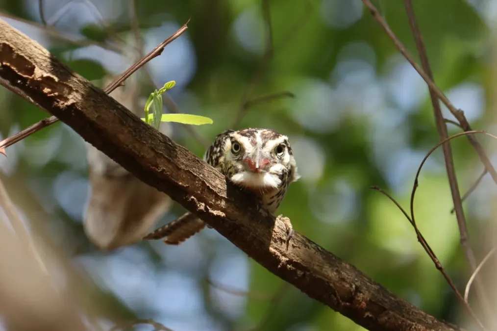 File:Nystalus maculatus 109686829.jpg