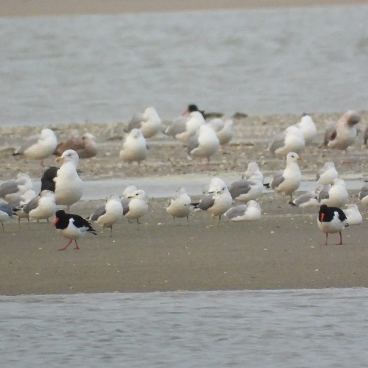 Gespotte Scholekster