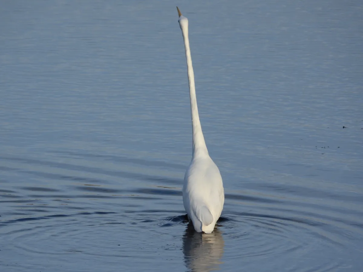 Gespotte Grote zilverreiger