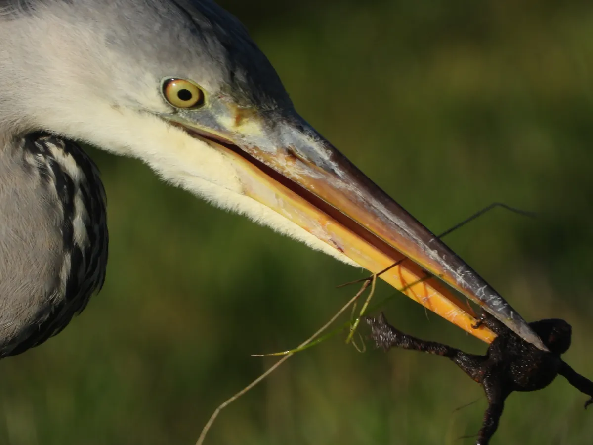 Gespotte Blauwe reiger
