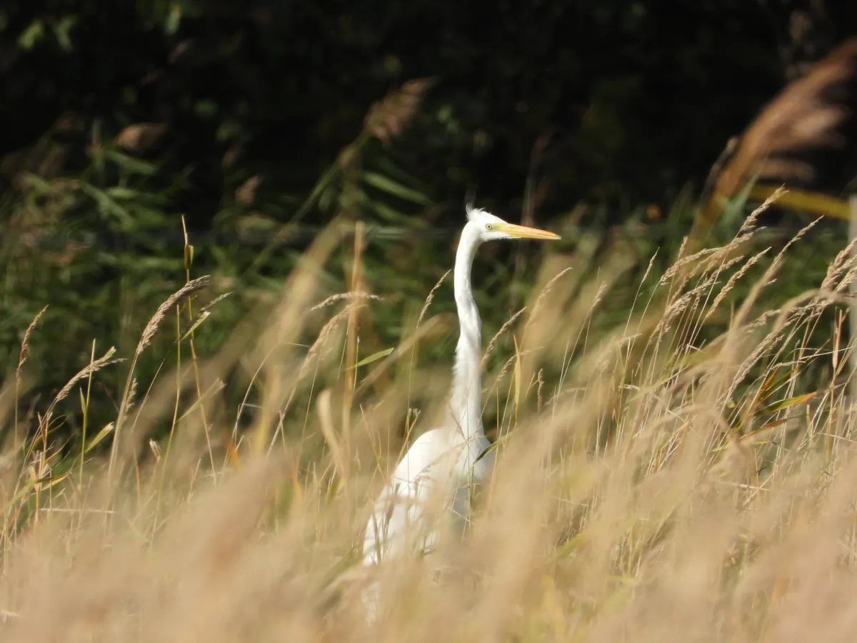Gespotte Grote zilverreiger