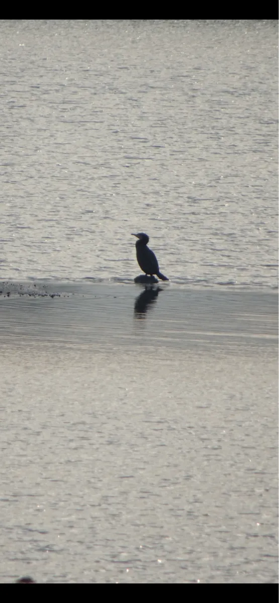 Gespotte Aalscholver