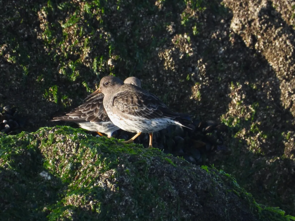 Gespotte Paarse strandloper