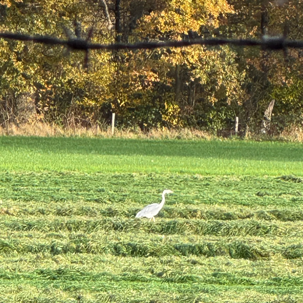 Gespotte Blauwe reiger
