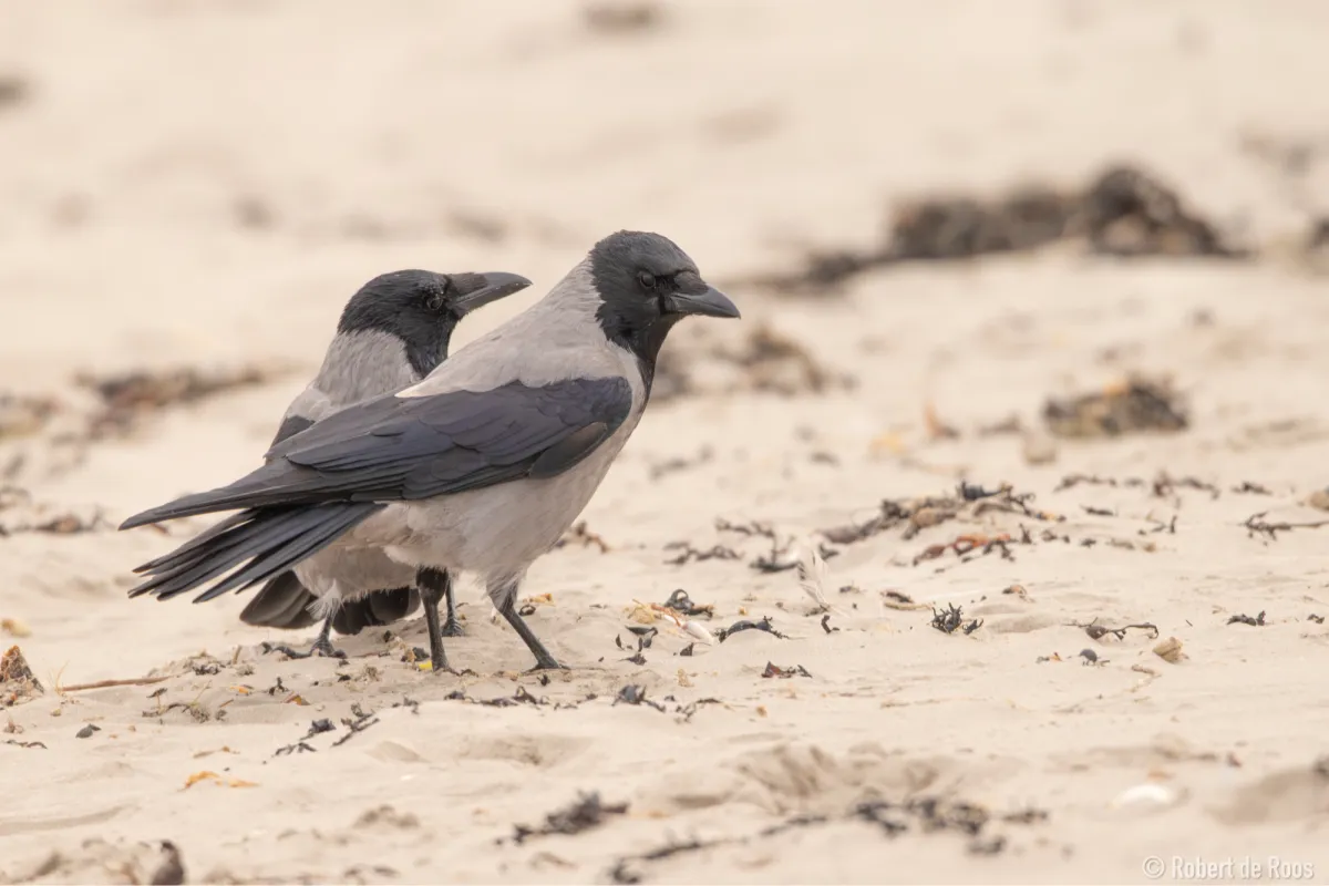 Gespotte Bonte kraai