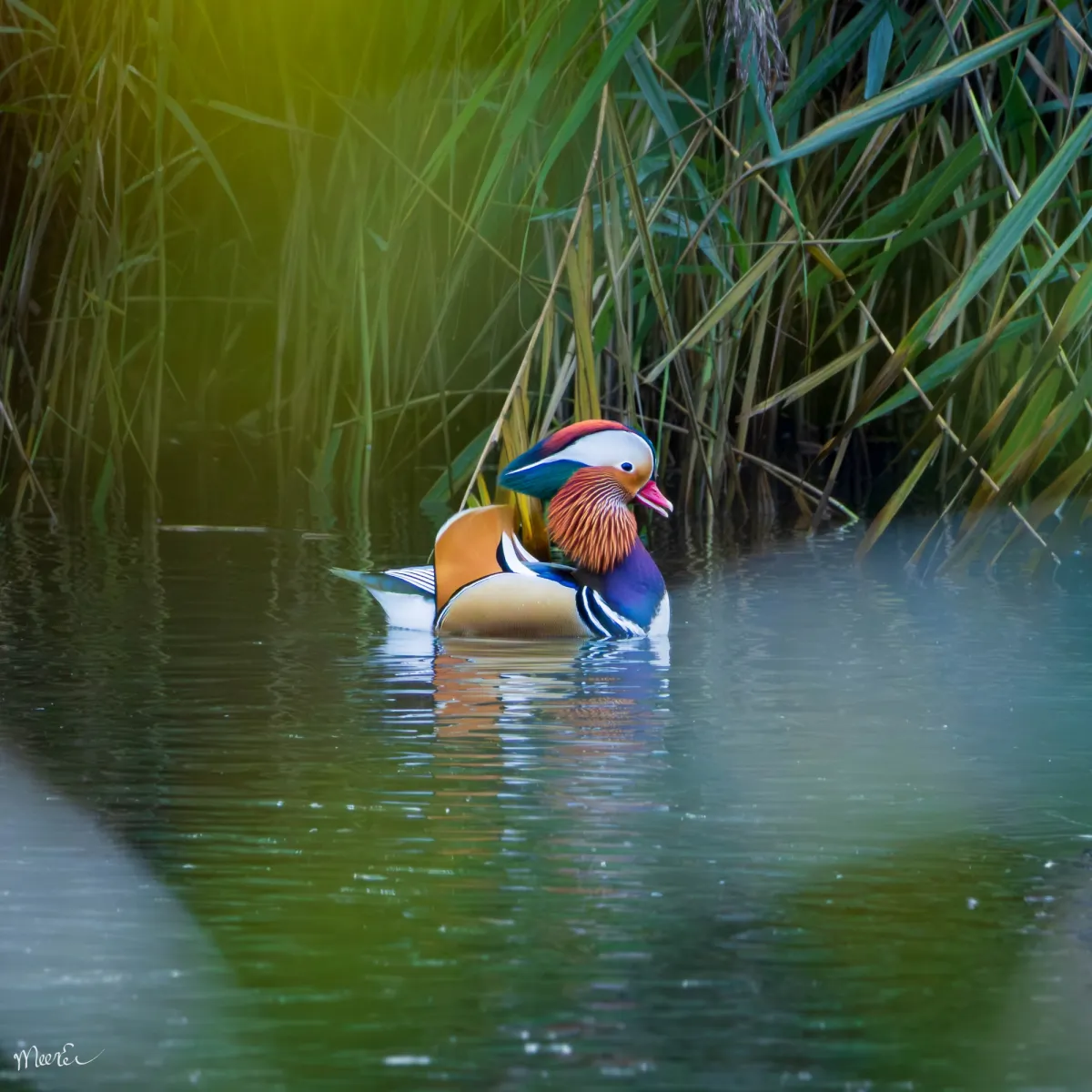Gespotte Mandarijneend