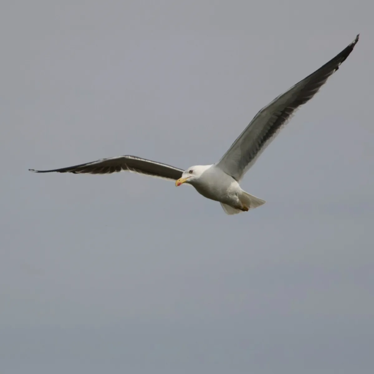 Gespotte Kleine mantelmeeuw