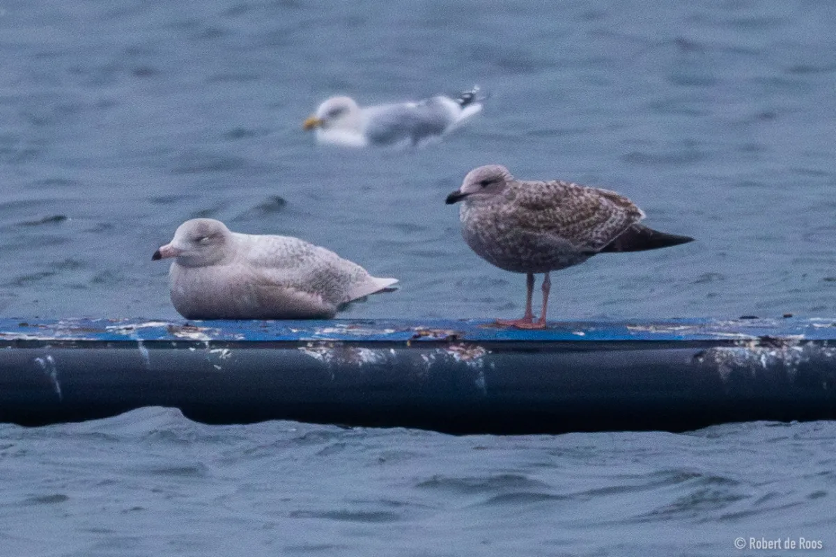 Gespotte Grote burgemeester
