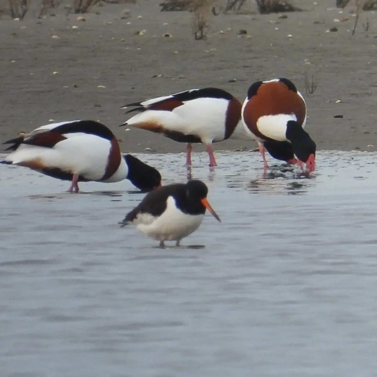 Gespotte Scholekster