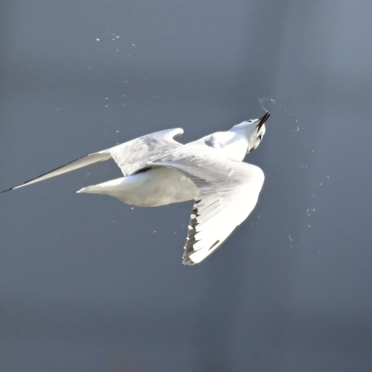 Gespotte Kleine kokmeeuw