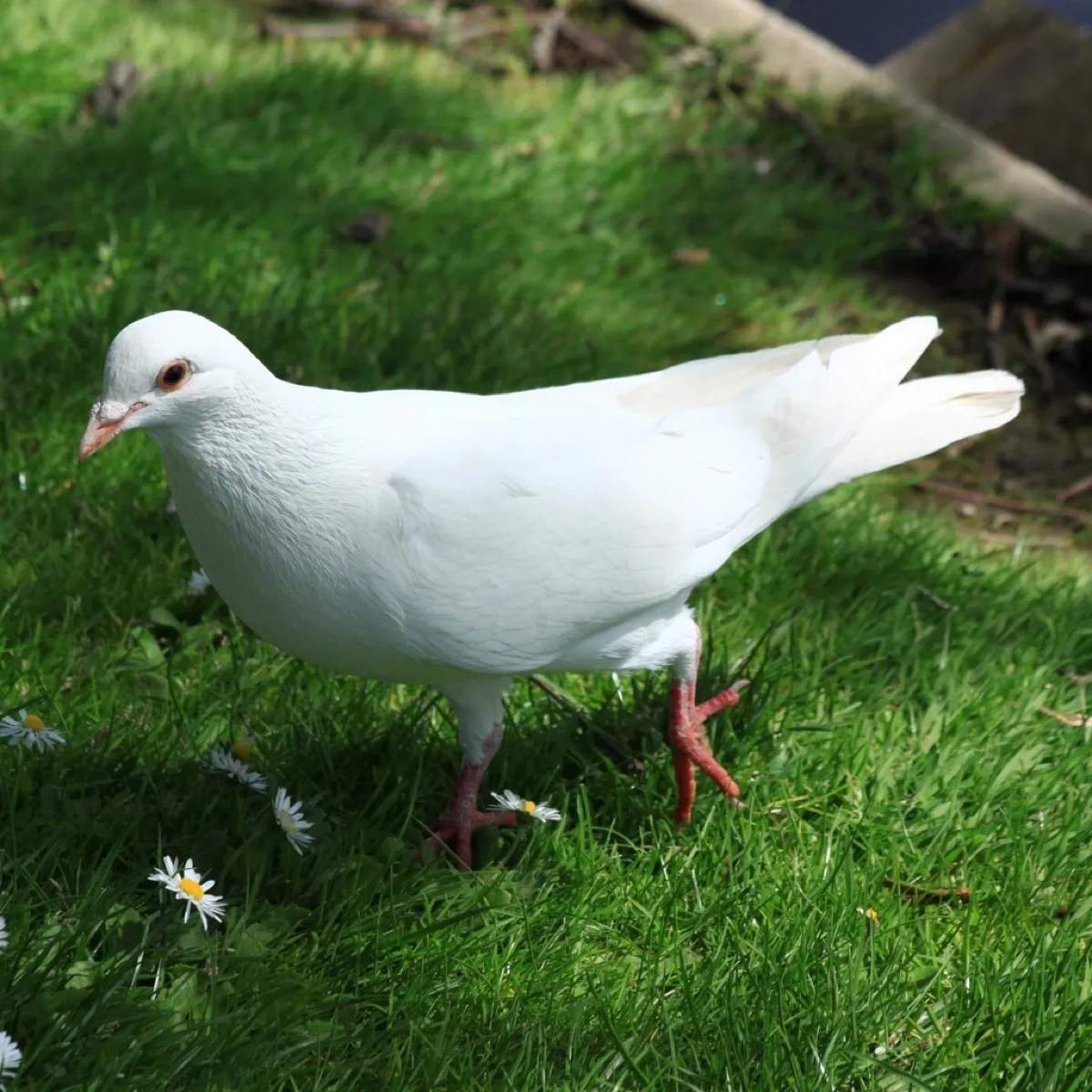 Spotted Rock Dove