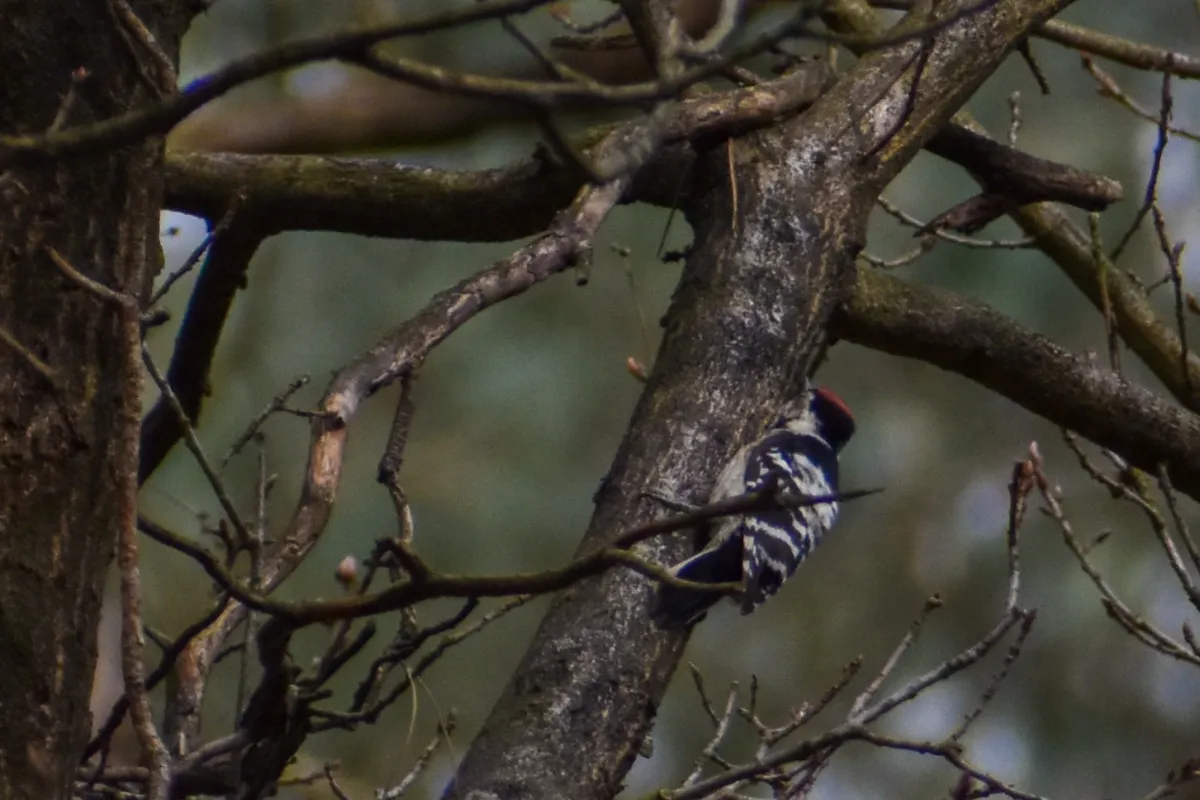 Gespotte Kleine bonte specht