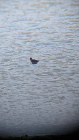 Gespotte Zwarte ruiter