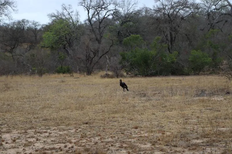 Gespotte Zuidelijke hoornraaf
