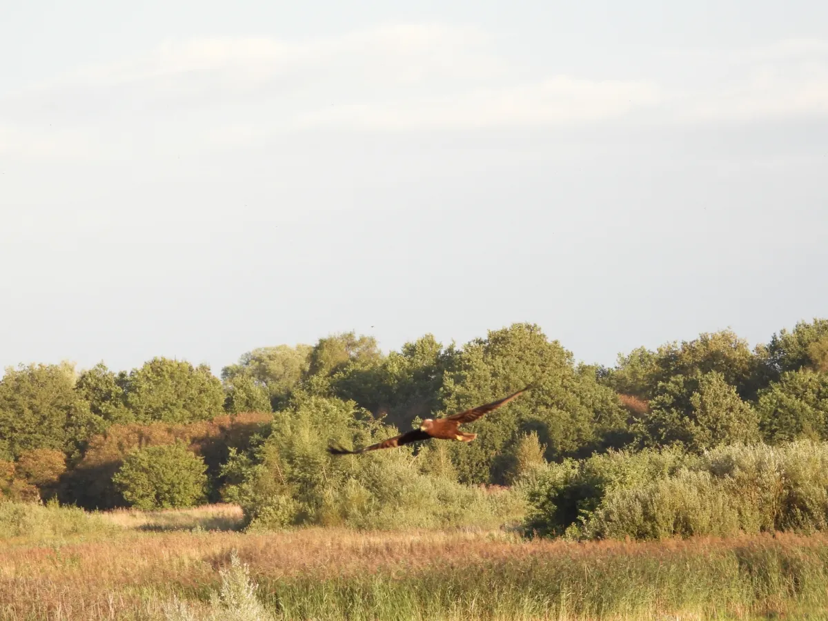 Gespotte Bruine kiekendief
