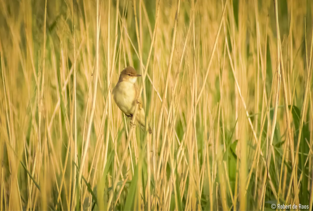 Gespotte Kleine karekiet