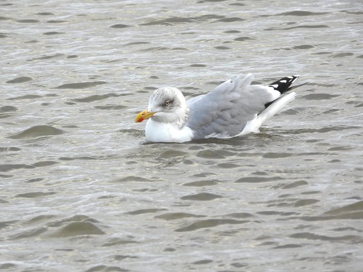 Gespotte Zilvermeeuw