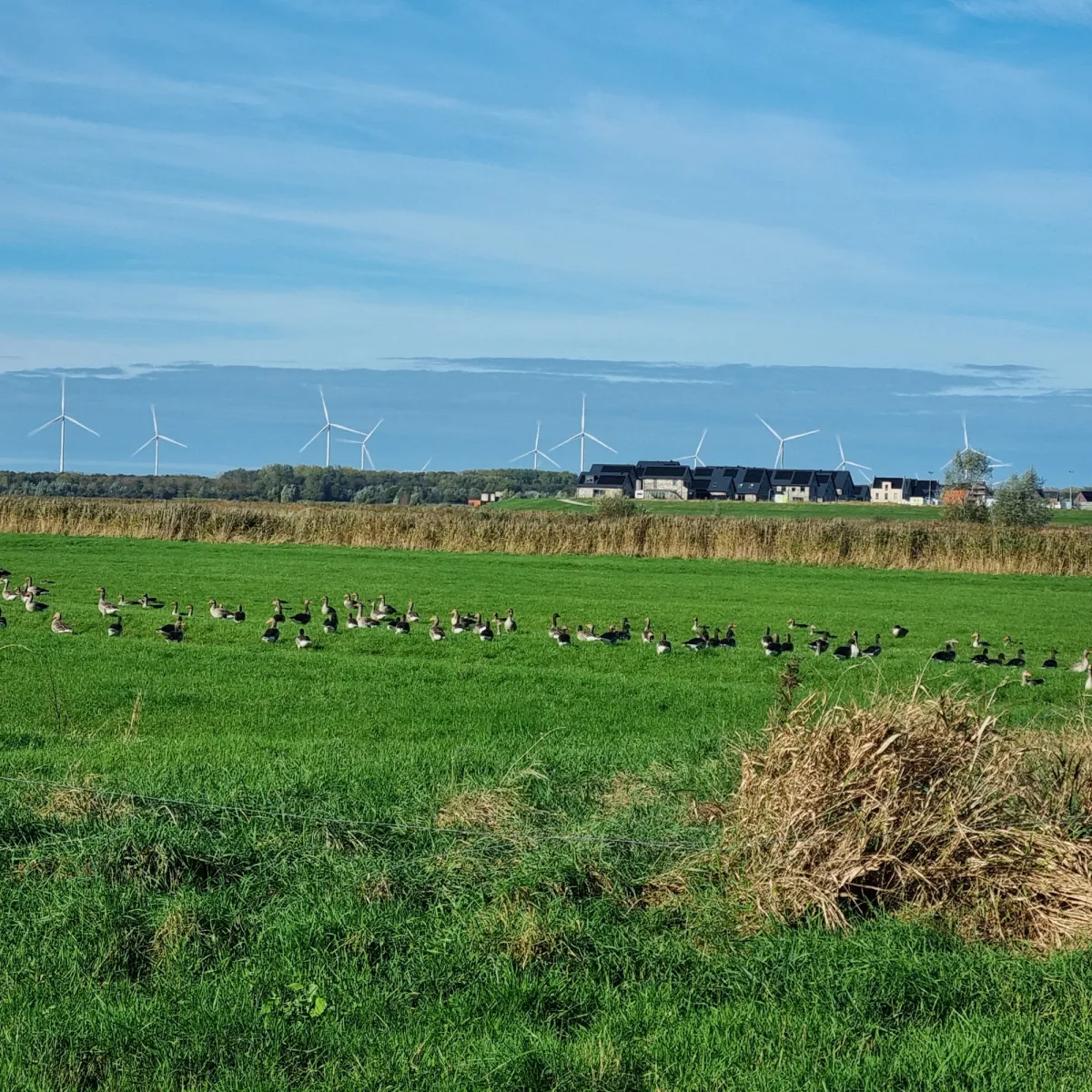 Gespotte Grauwe gans