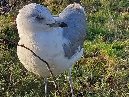 Gespotte Grote mantelmeeuw