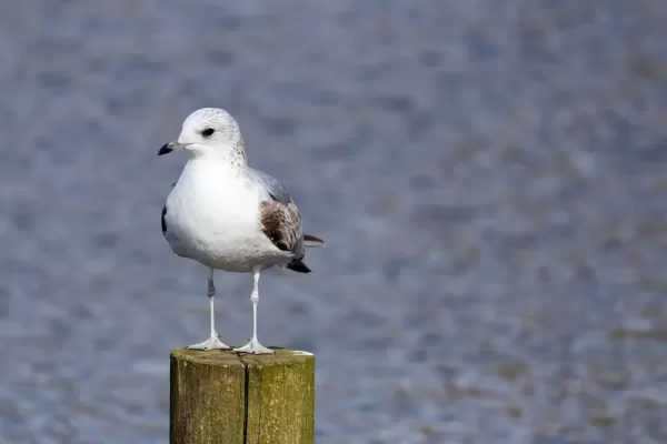 Stormmeeuw bij het water