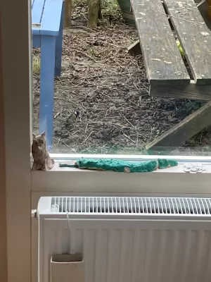 Gespotte Vink