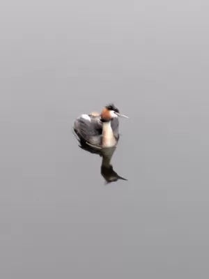 Gespotte Fuut