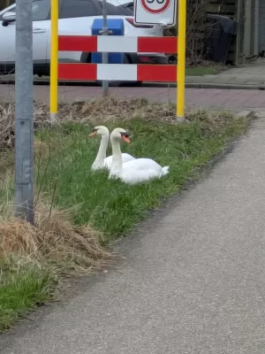 Gespotte Knobbelzwaan