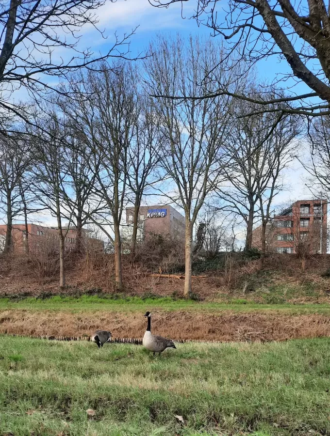 Gespotte Grote Canadese gans