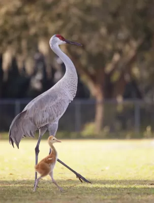 Canadese kraanvogel met jong in een park