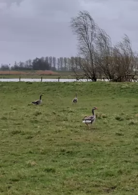 Gespotte Grauwe gans