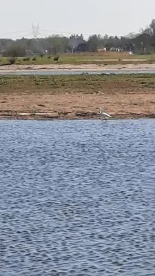 Gespotte Kleine zilverreiger