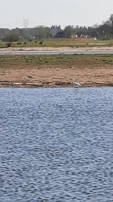 Gespotte Kleine zilverreiger
