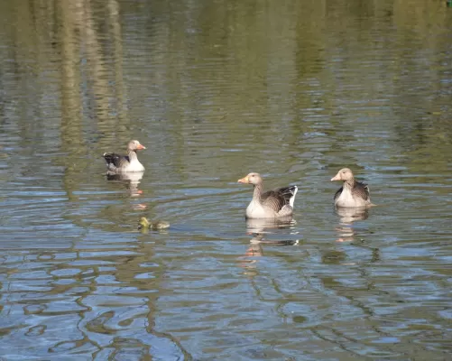 Gespotte Grauwe gans