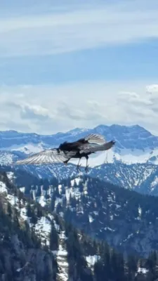 Gespotte Alpenkraai
