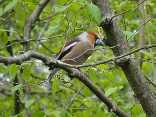 Appelvink in een boom
