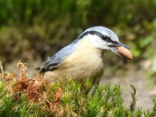 Boomklever met noot in bosrijke omgeving