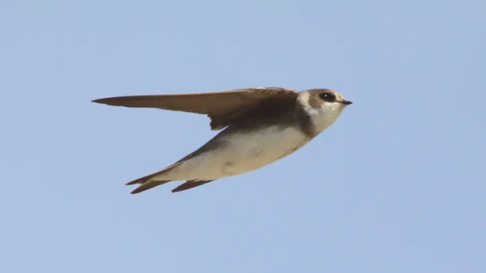 Oeverzwaluw in de lucht