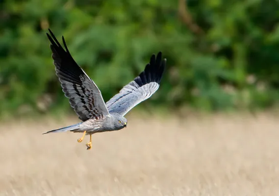 Grauwe Kiekendief in vlucht boven een graanveld