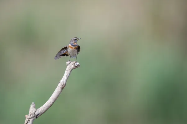 Blauwborst op tak