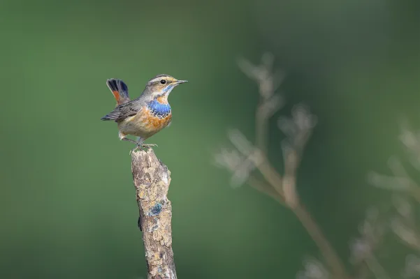 Blauwborst op een tak