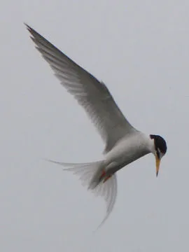dwergstern in de lucht