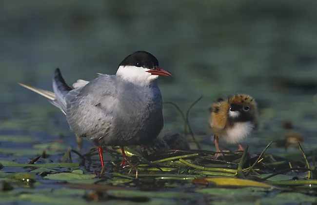 Witwangstern met kuiken op een nest in een waterrijke omgeving
