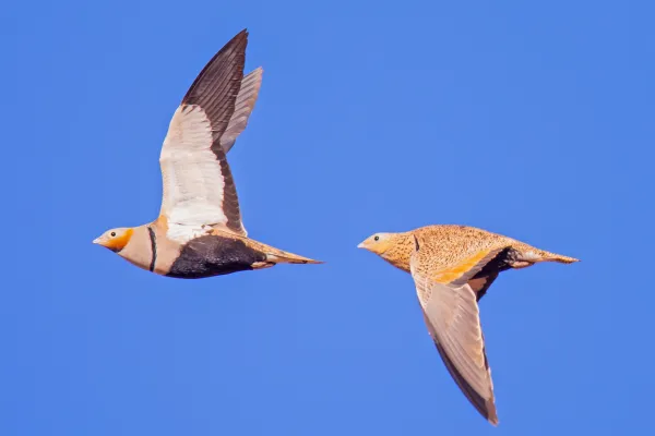 Twee zandhoenen in vlucht tegen een blauwe lucht