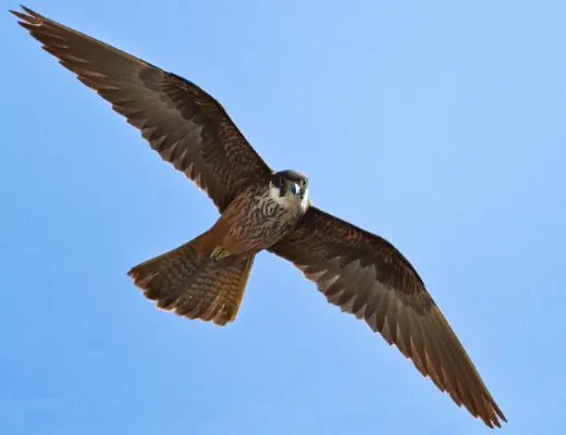 eleonora's valk in vlucht