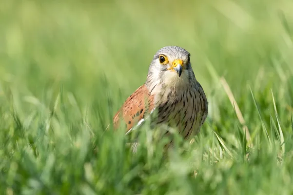 kleine torenvalk in het gras