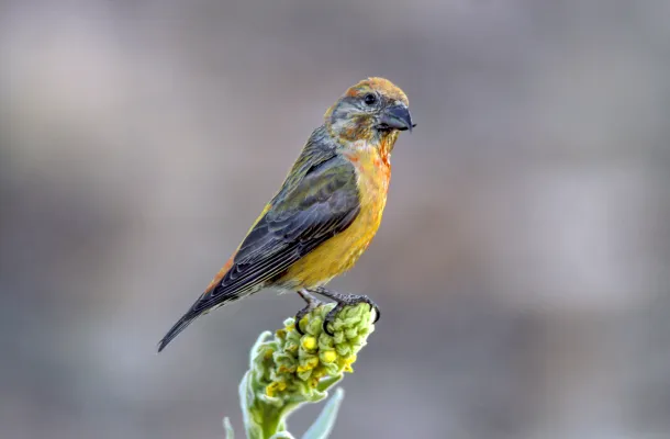 kruisbek op gele bloem