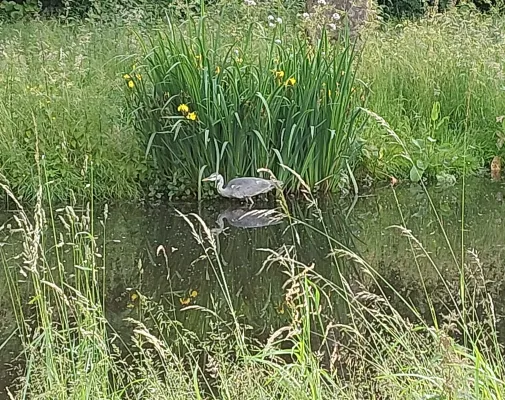 Gespotte Blauwe reiger