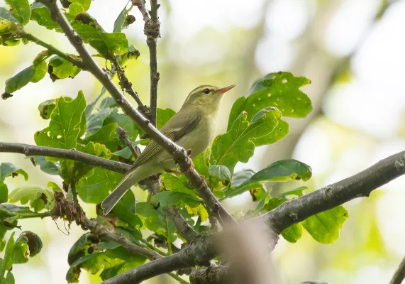 groene fitis in een eikenboom
