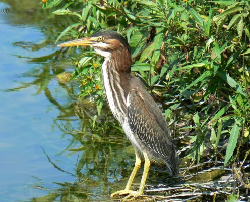 Groene reiger bij het water